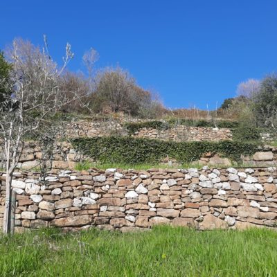 coltivare in Carso., pastinijpg